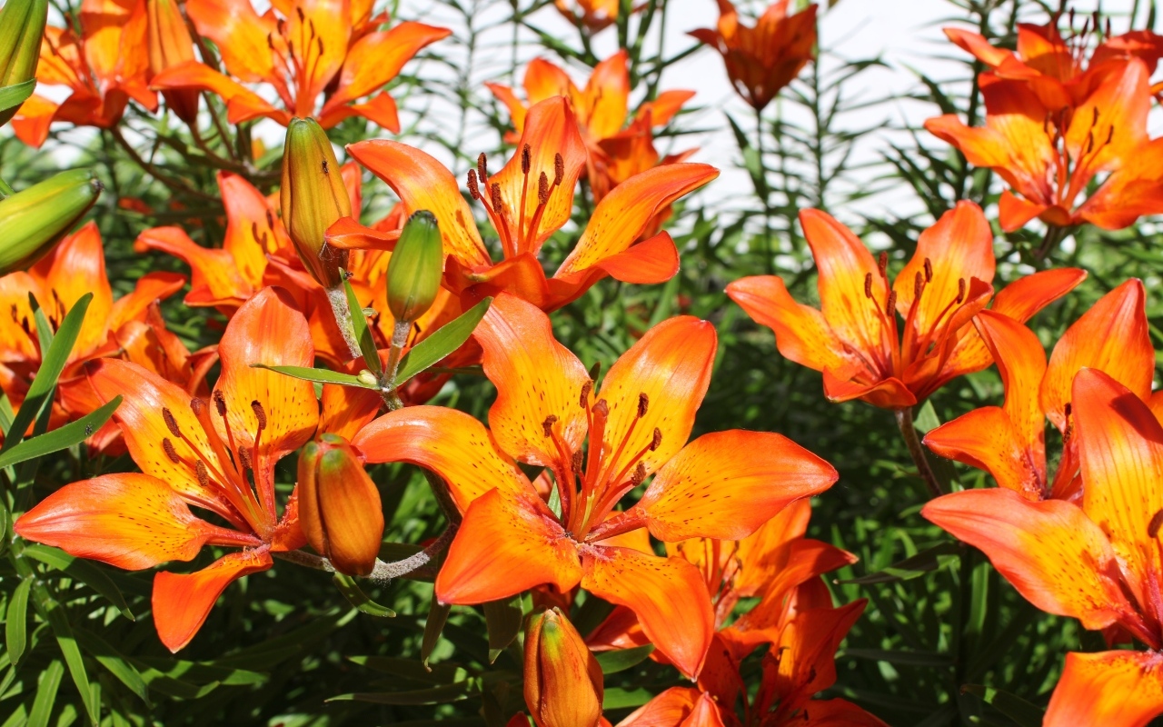 Красивые яркие оранжевые лилии крупным планом