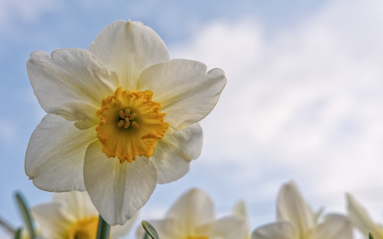 Красивый нежный белый цветок нарцисса 