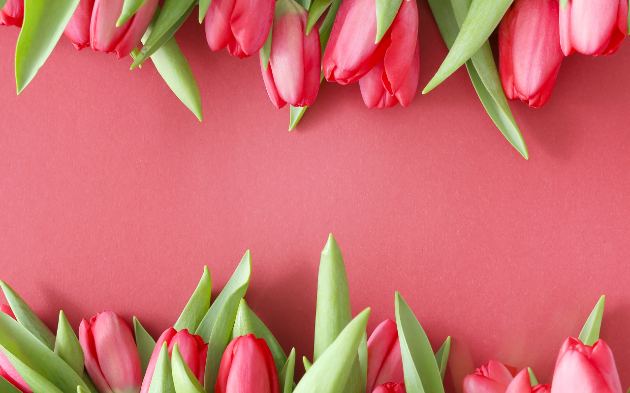 Красивые свежие тюльпаны на розовом фоне