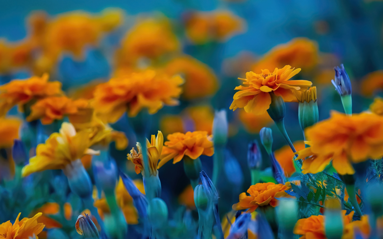 Красивые цветы бархатцы крупным планом