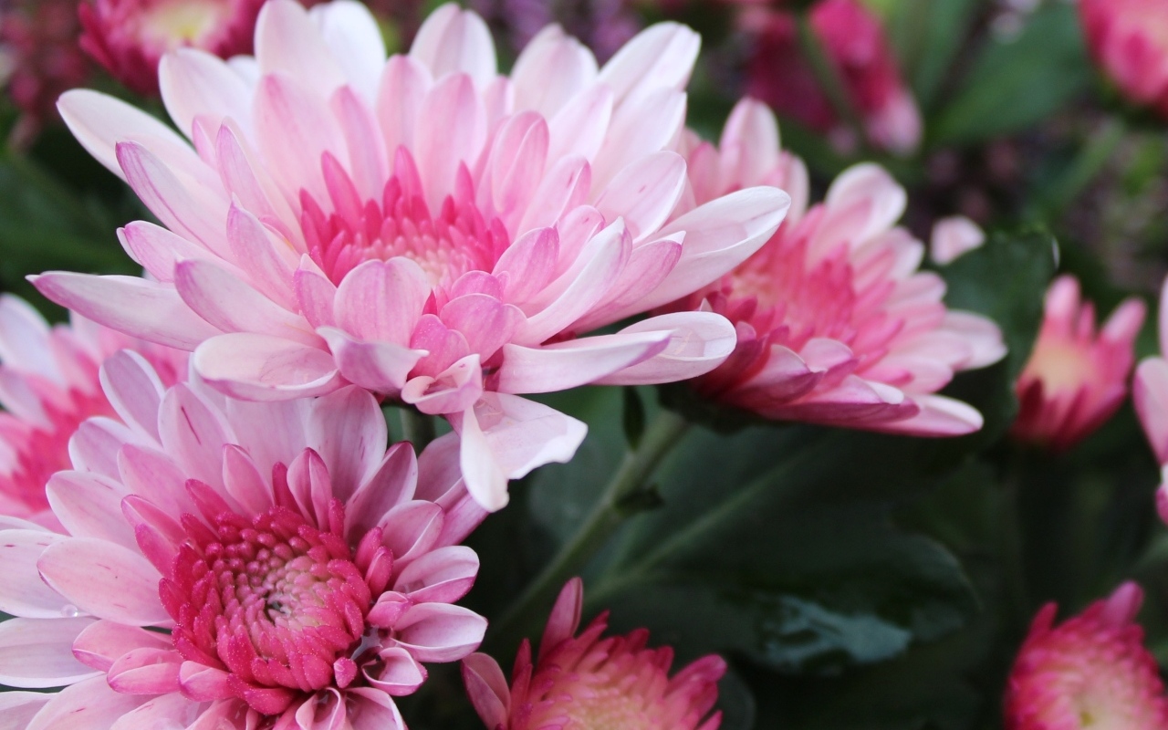 Красивые розовые хризантемы крупным планом осенью