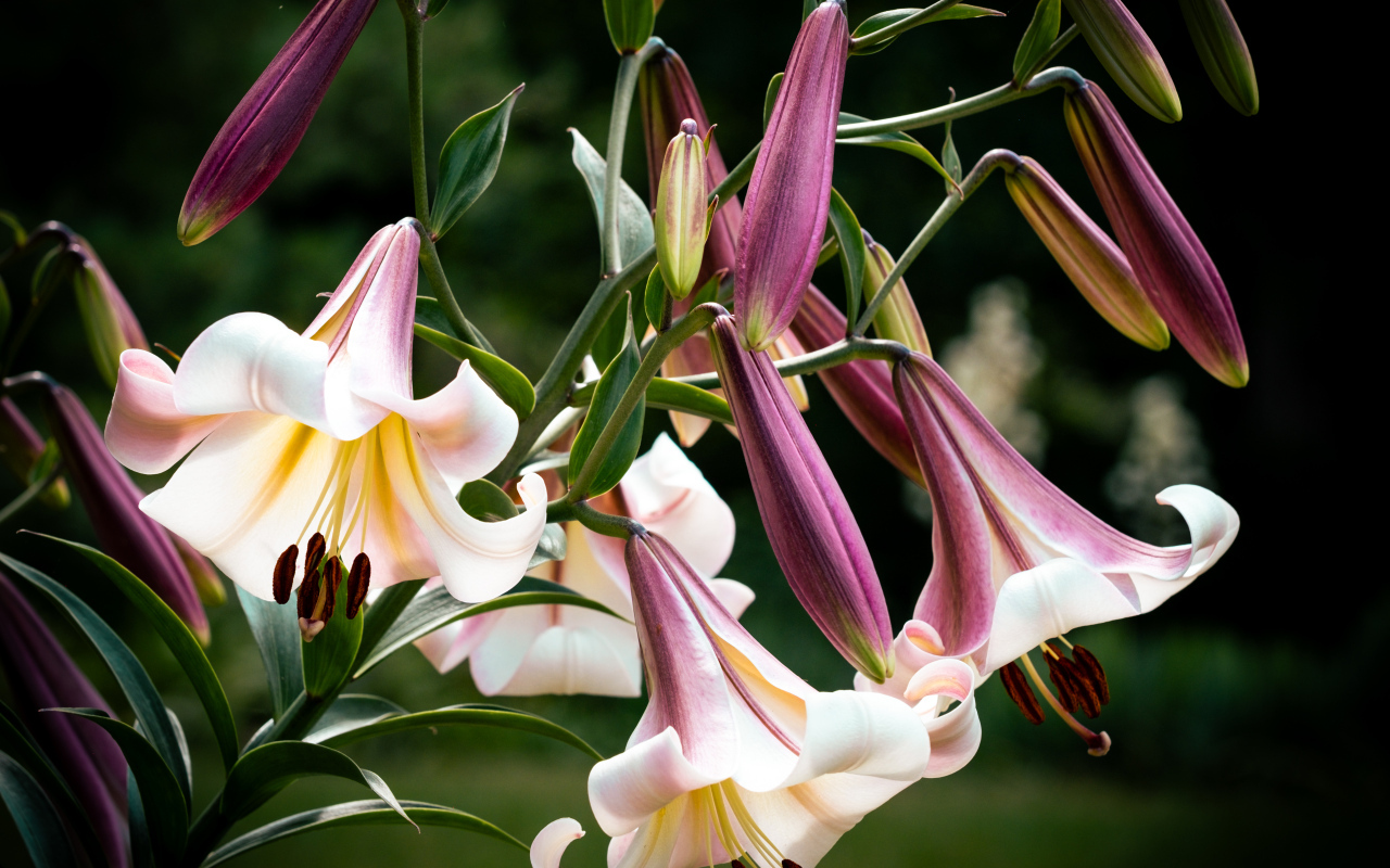 Красивые розовые цветы лилии крупным планом