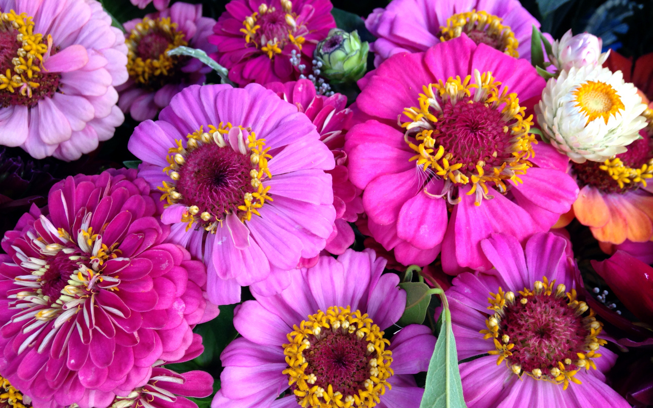 Красивые розовые цветы цинния