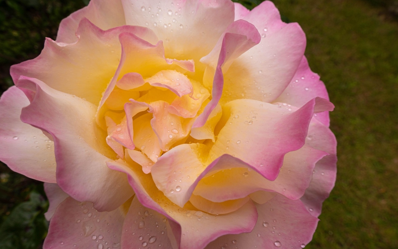 Красивая роза Глория Дей в каплях росы