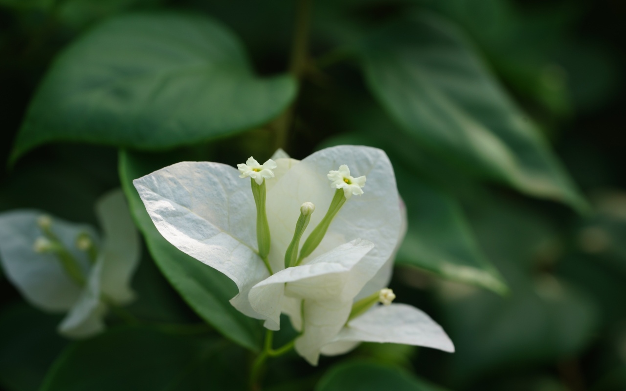 Красивый белый цветок бугенвиллия