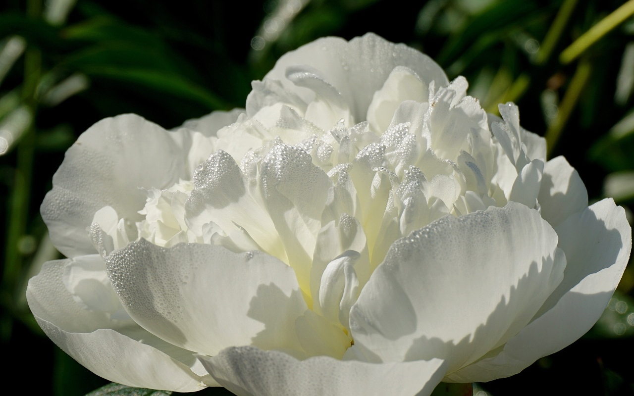 Красивый белый пион в каплях росы