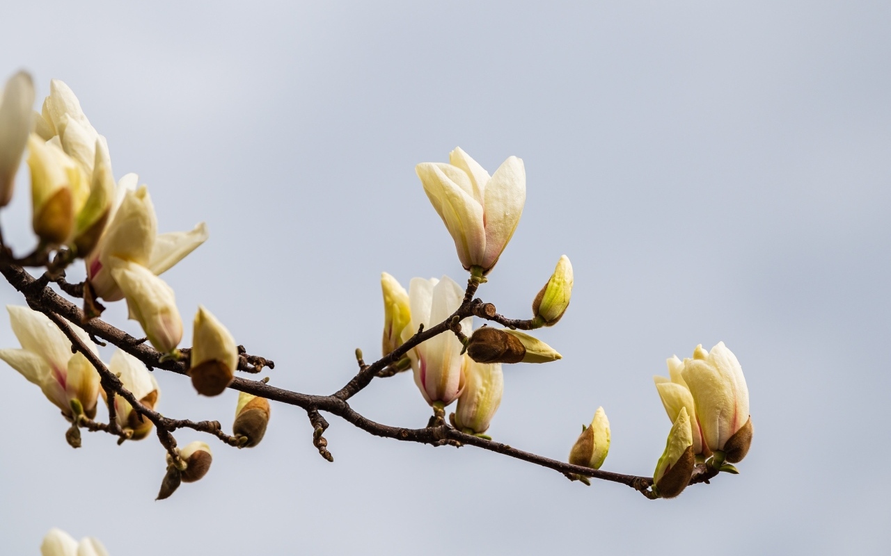 Распускающиеся цветы магнолии на сером фоне