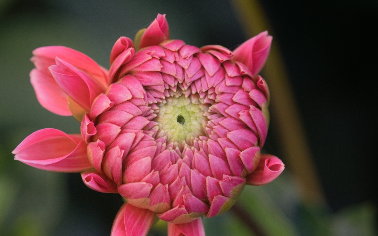 Распускающийся розовый цветок георгина