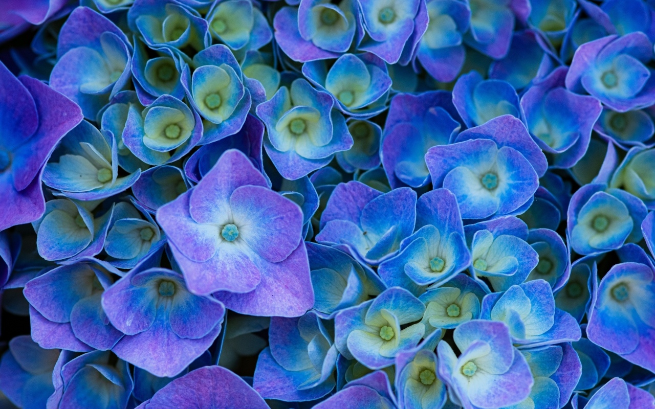 Синие цветы гортензии крупным планом