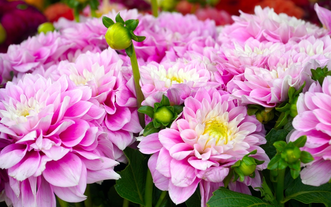 Букет красивых пышных цветов георгина