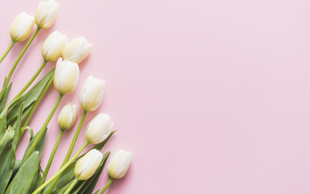 Букет нежных белых тюльпанов на розовом фоне, шаблон 