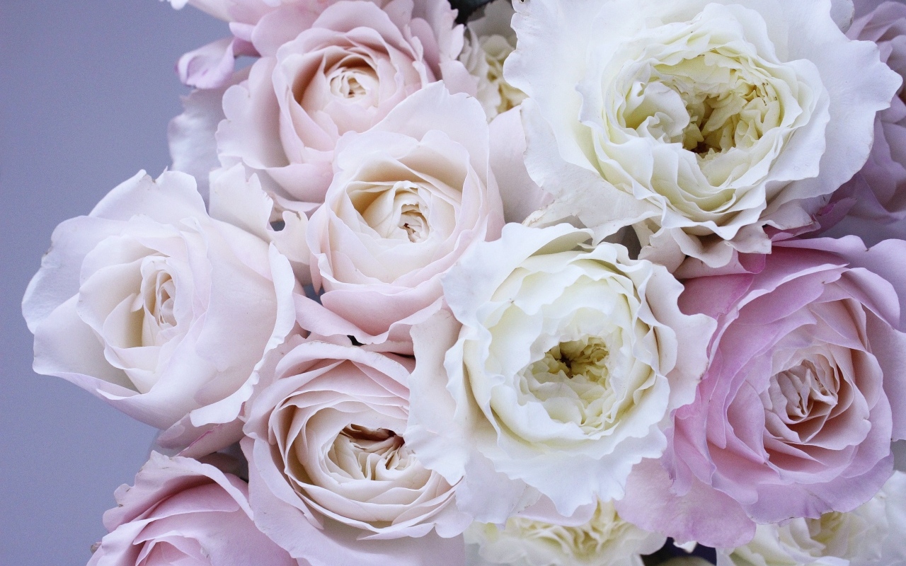 Букет розовых и белых цветов розы вблизи