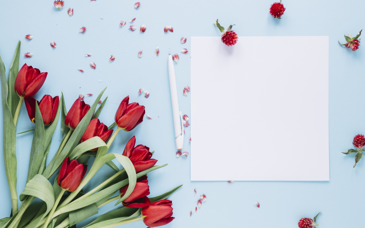 Букет красных тюльпанов с белыми листами на голубом фоне, шаблон 