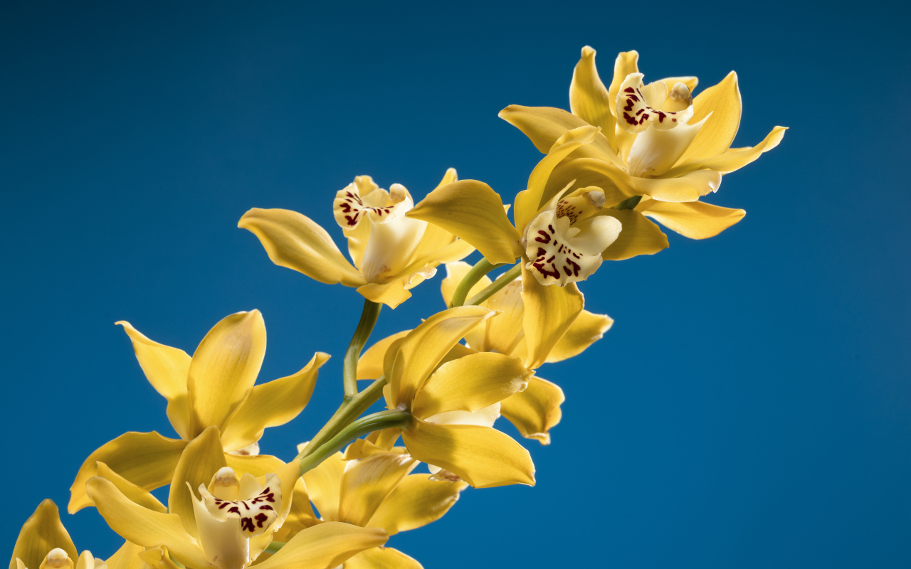Ветка желтых цветов орхидеи на синем фоне