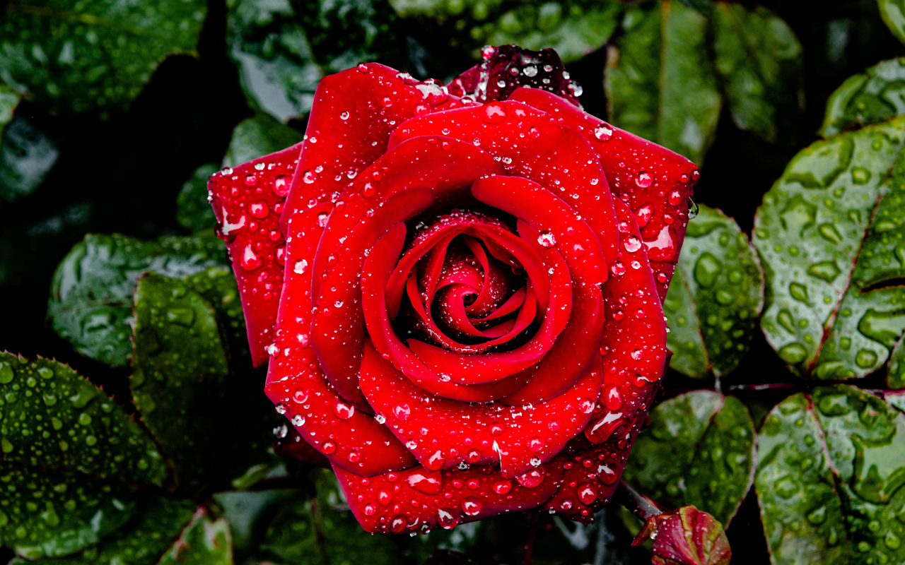 Яркая алая роза в каплях дождя с зелеными листьями