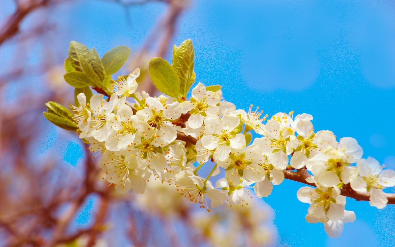 Ветка черешни с крупными цветами на фоне неба