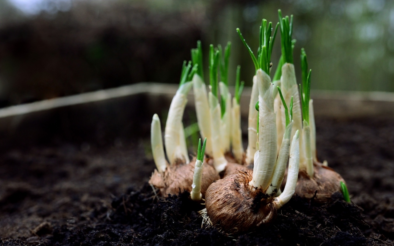 Цветы крокуса с зелеными листьями крупным планом