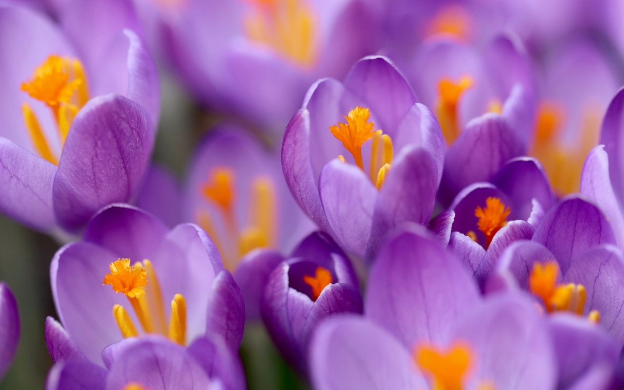 Крокусы на клумбе крупным планом