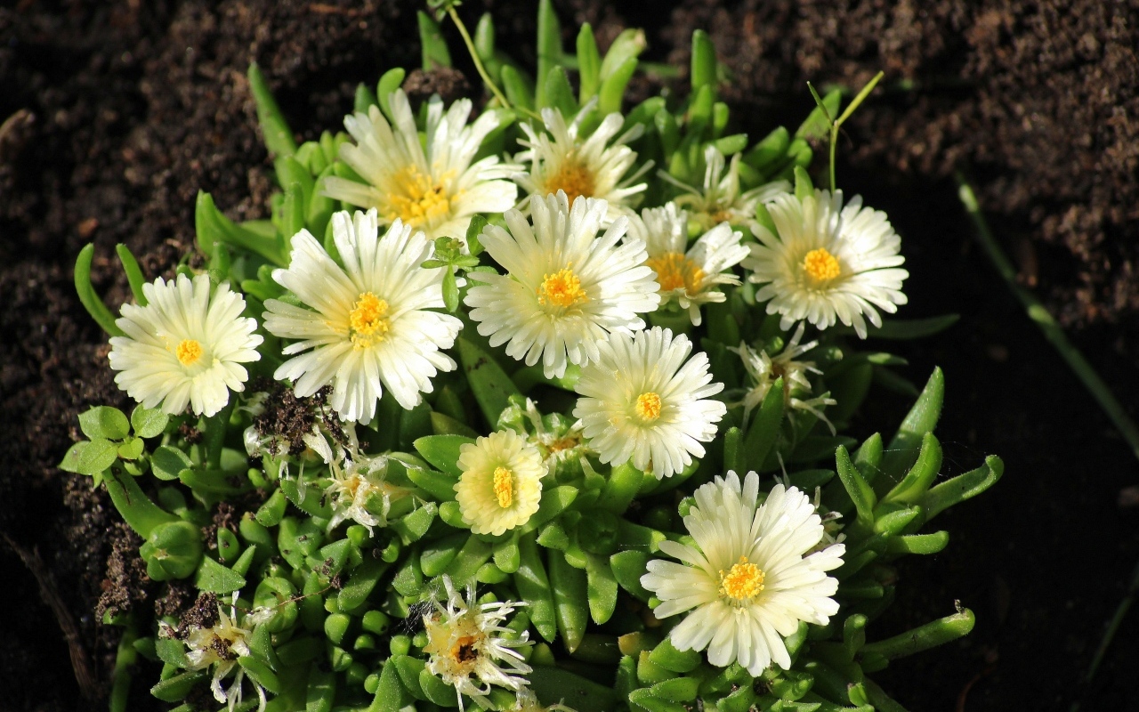 Нежные садовые цветы очиток на клумбе