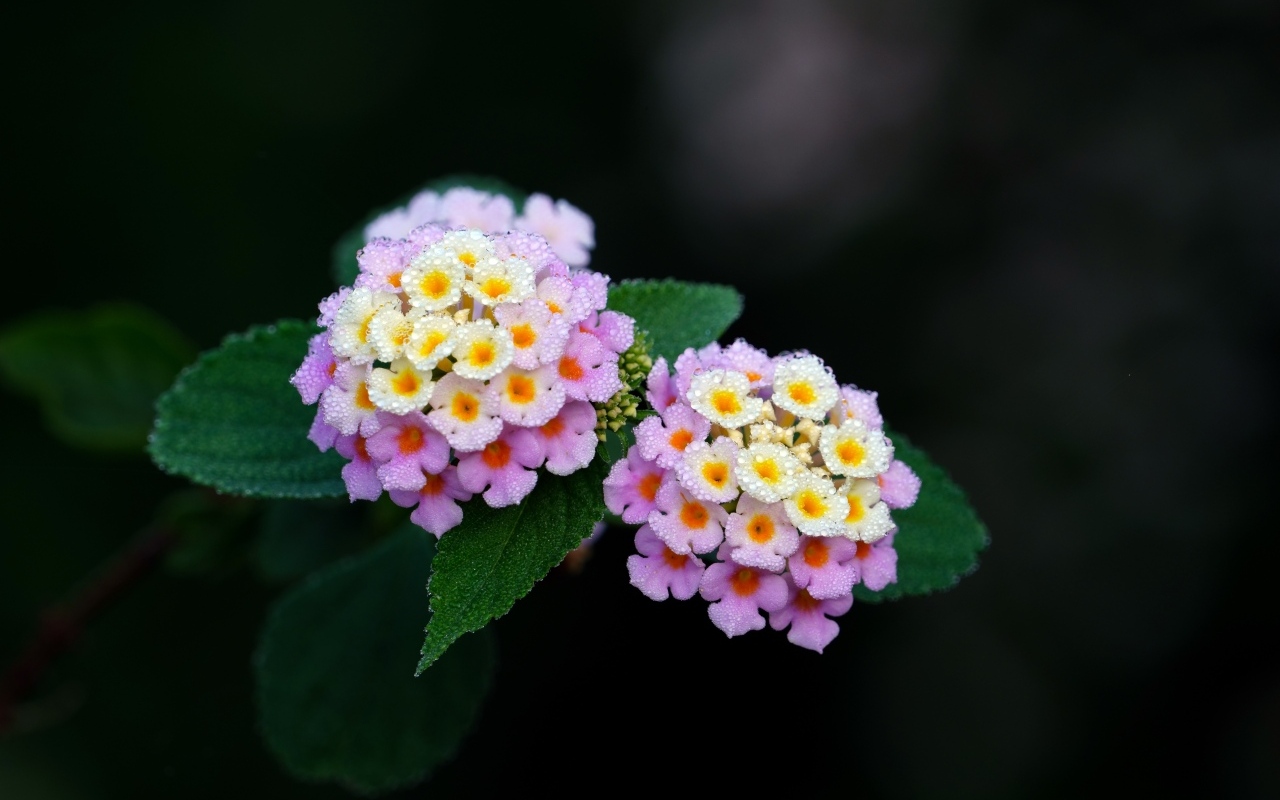 Нежные сиреневые цветы лантана