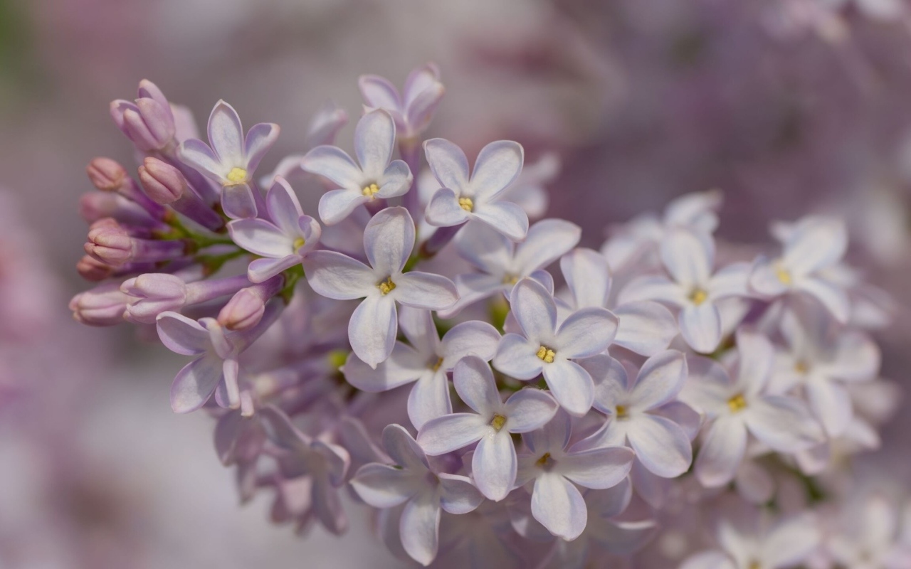 Нежные весенние цветы сирени