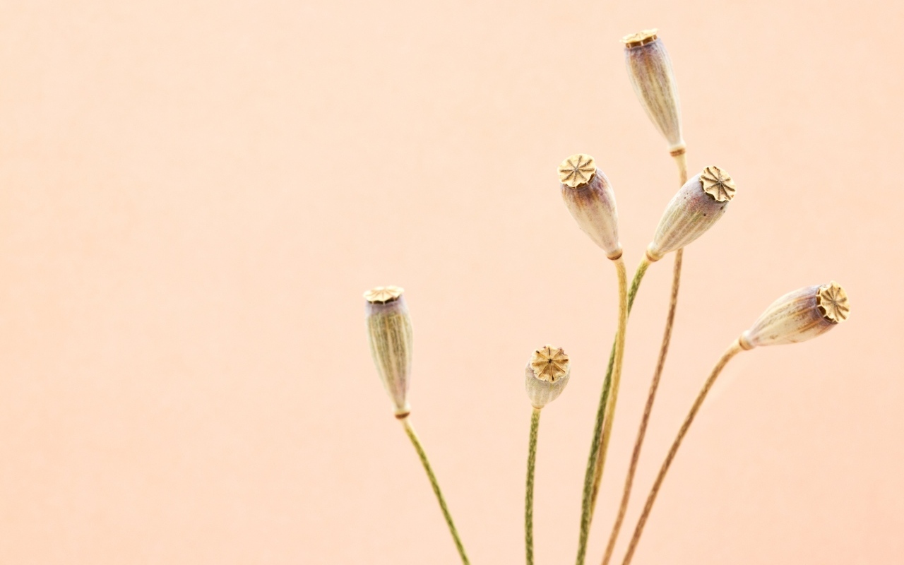 Высушенные отцветшие цветы на бежевом фоне