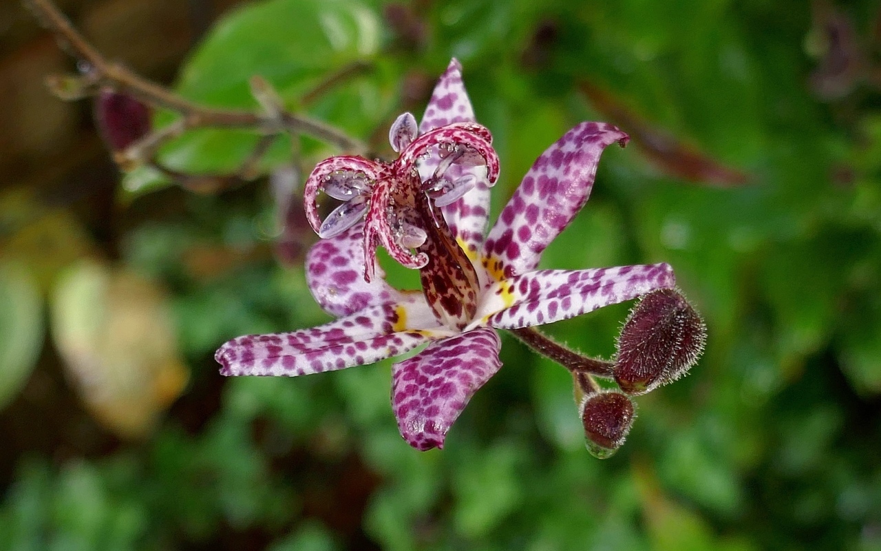 Экзотический пятнистый цветок орхидеи