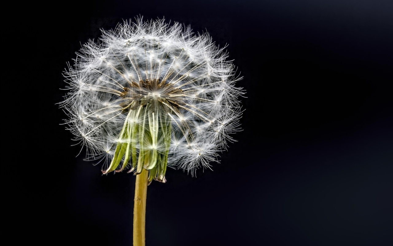 Отцветший белый одуванчик на черном фоне