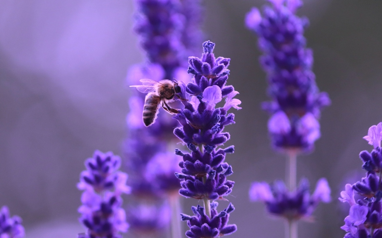 Ароматные фиолетовые цветы полевой лаванды