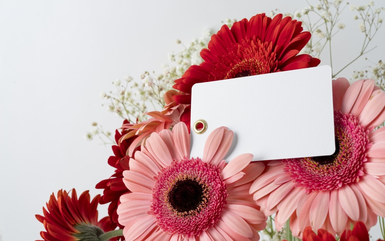Герберы с листом бумаги на сером фоне, шаблон для открытки