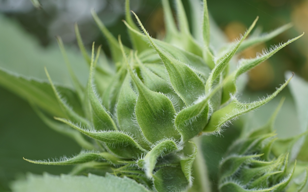 Зеленый нераспустившийся бутон подсолнуха