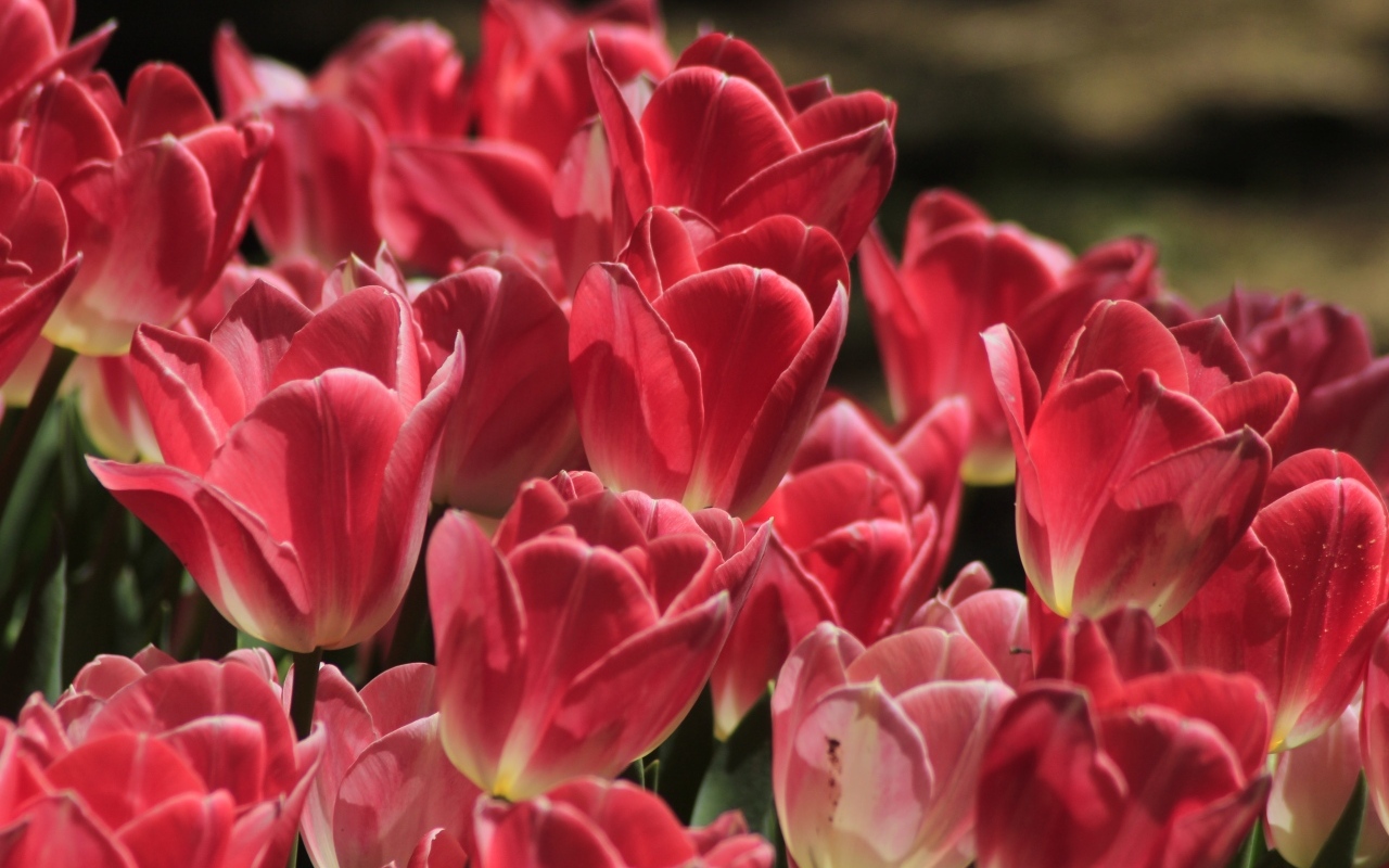 Много ярких розовых тюльпанов крупным планом