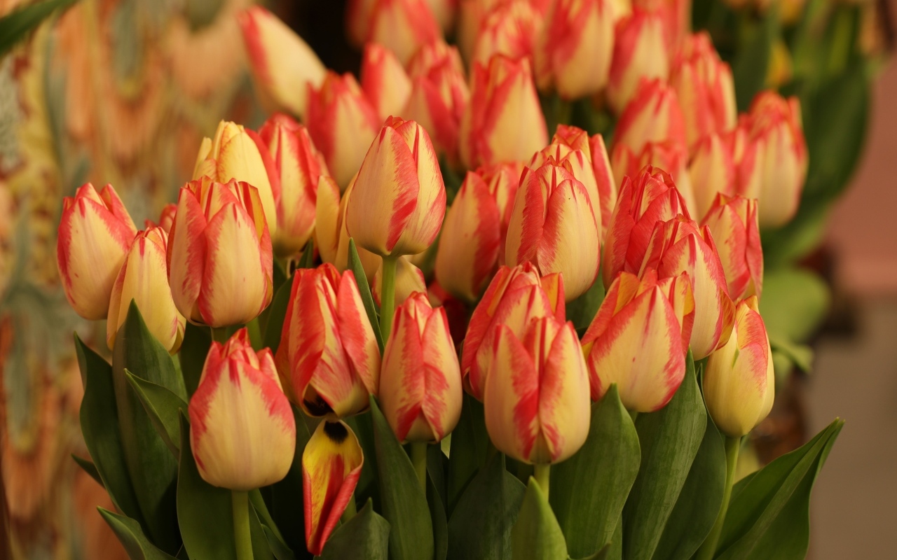 Много оранжевых тюльпанов крупным планом