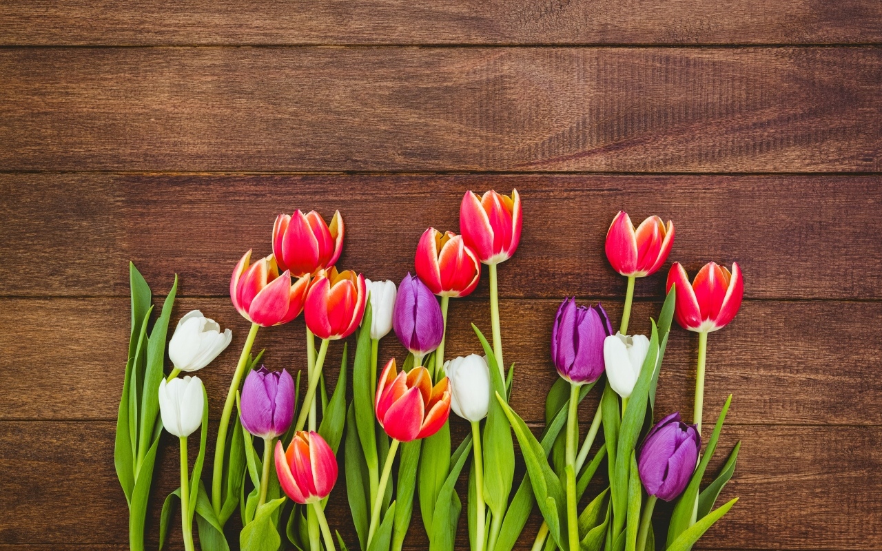 Разноцветные тюльпаны на деревянном фоне