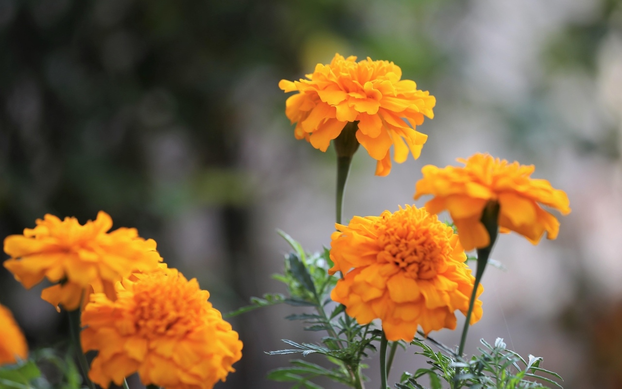 Оранжевые садовые цветы бархатцы