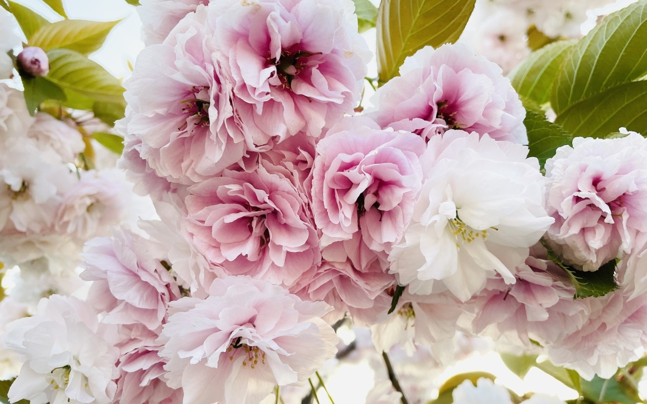 Розовые и белые цветы луизеания крупным планом