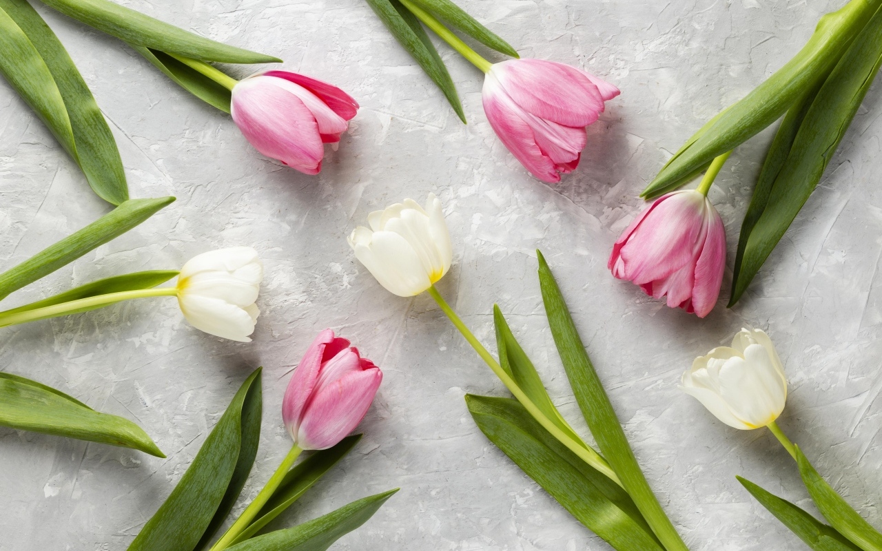 Розовые и белые тюльпаны на сером столе крупным планом