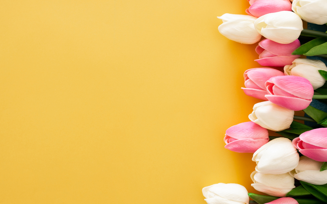 Розовые и белые тюльпаны на желтом фоне, шаблон для открытки