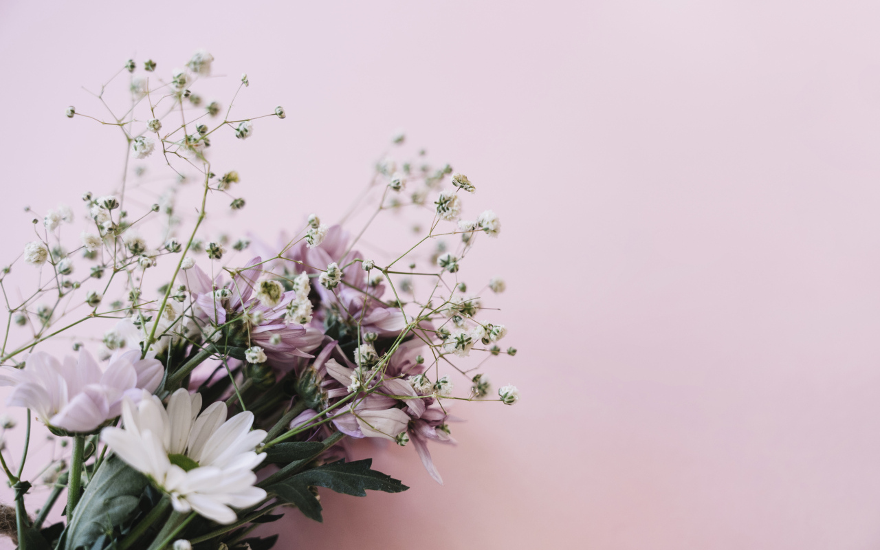 Розовые цветы хризантемы с цветами гипсофилы на белом фоне