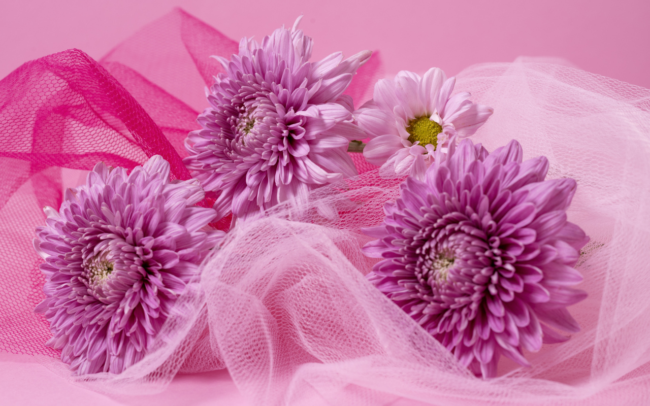 Розовые хризантемы и вуаль на розовом фоне