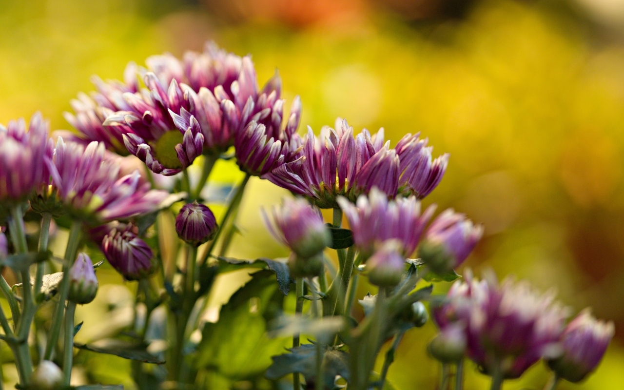 Розовые распускающиеся хризантемы на клумбе