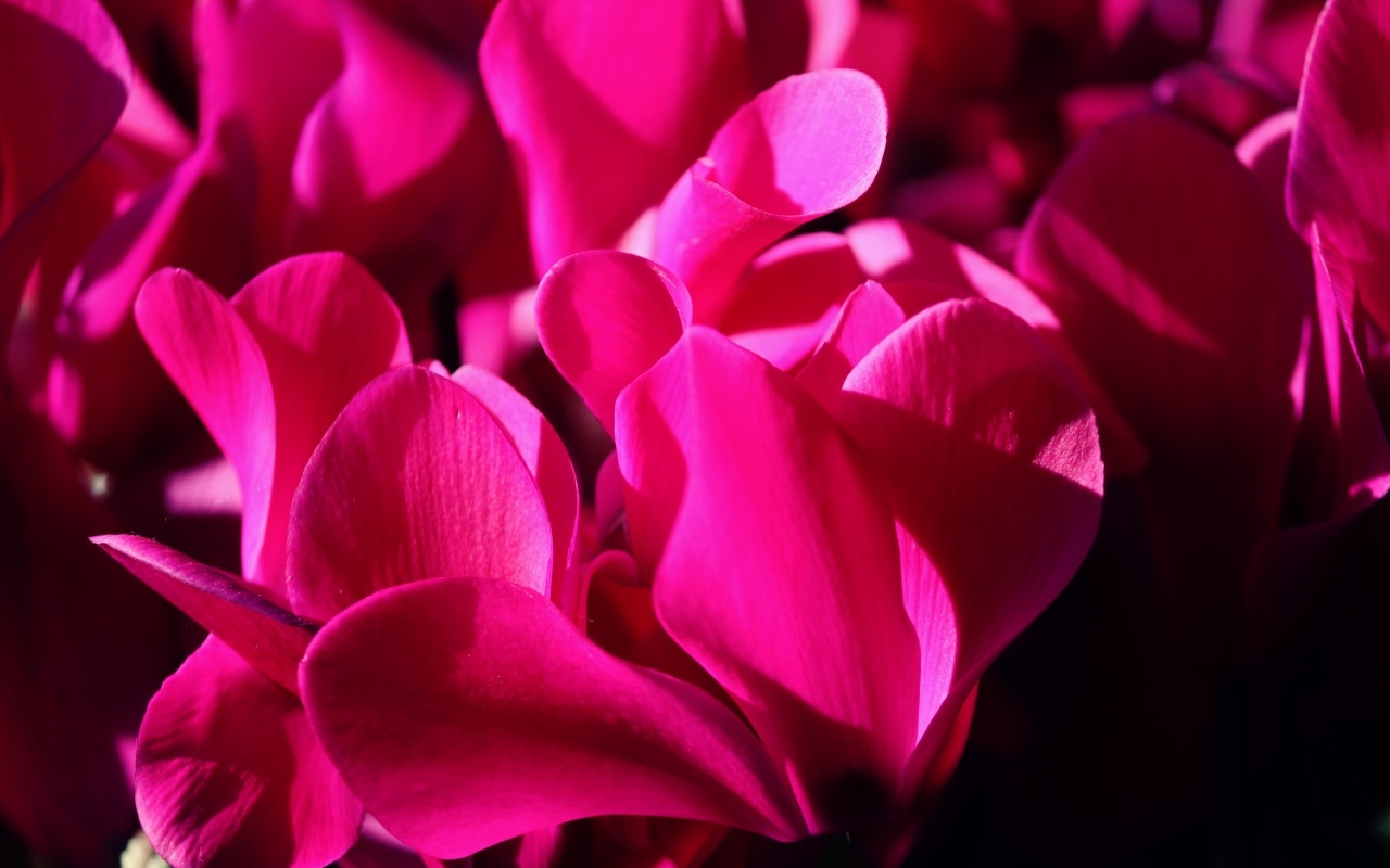 Розовые цветы цикламена крупным планом