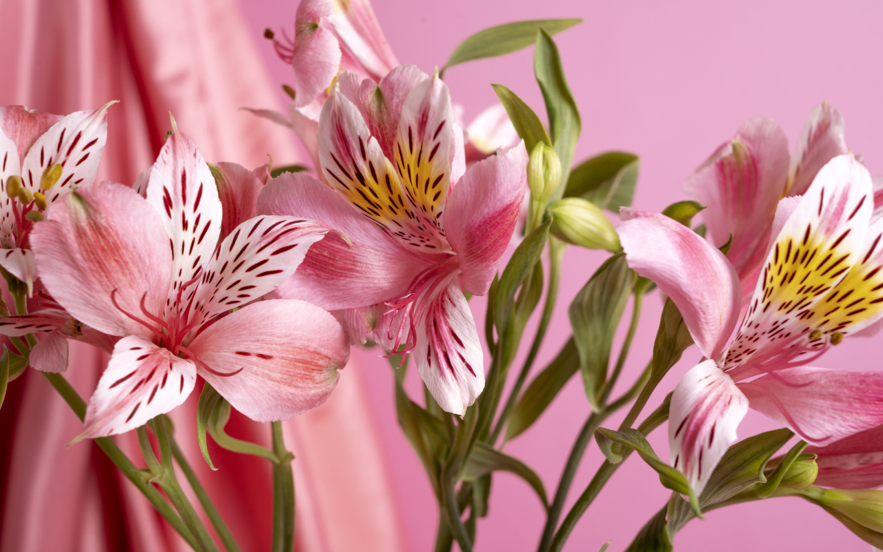 Розовые нежные цветы альстромерия крупным планом