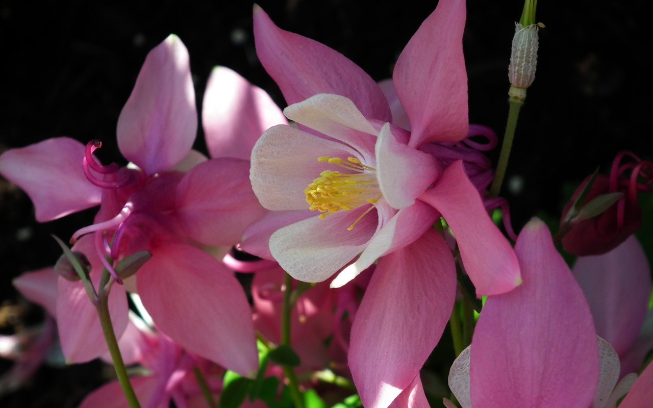 Розовые цветы водосбор крупным планом