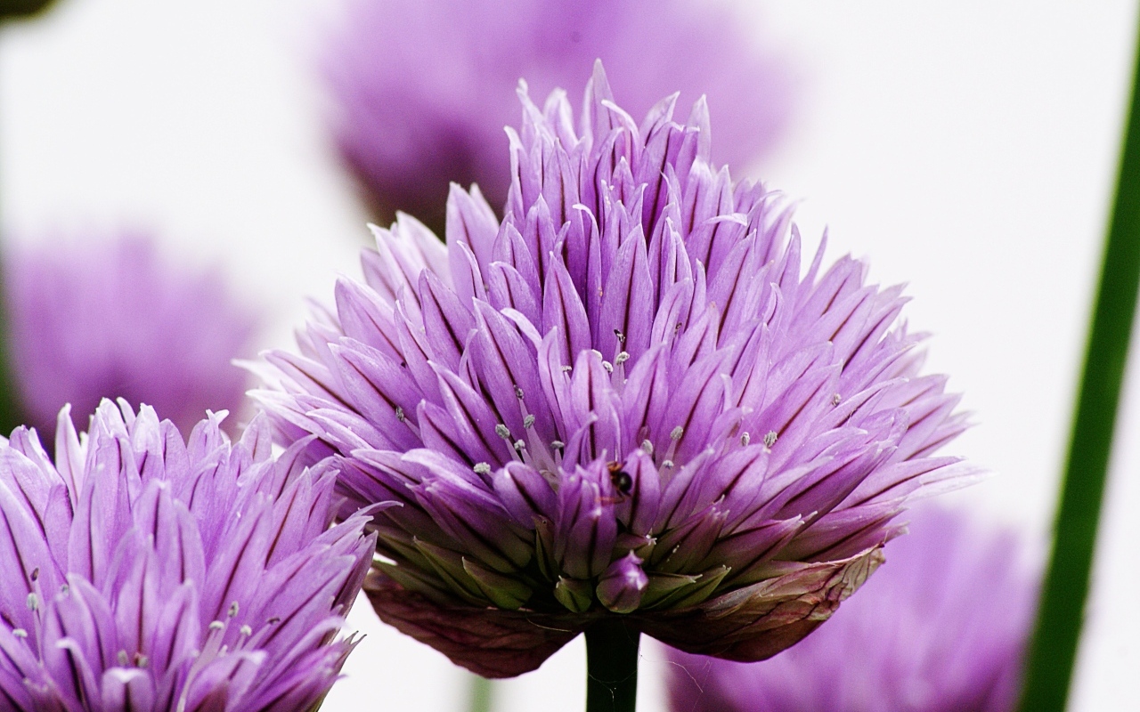 Розовые цветы декоративного лука крупным планом