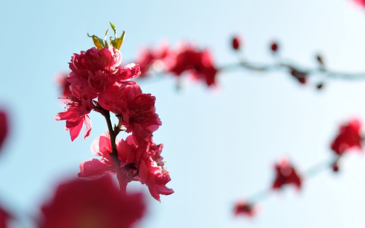 Розовые цветы на ветке на фоне голубого неба весной