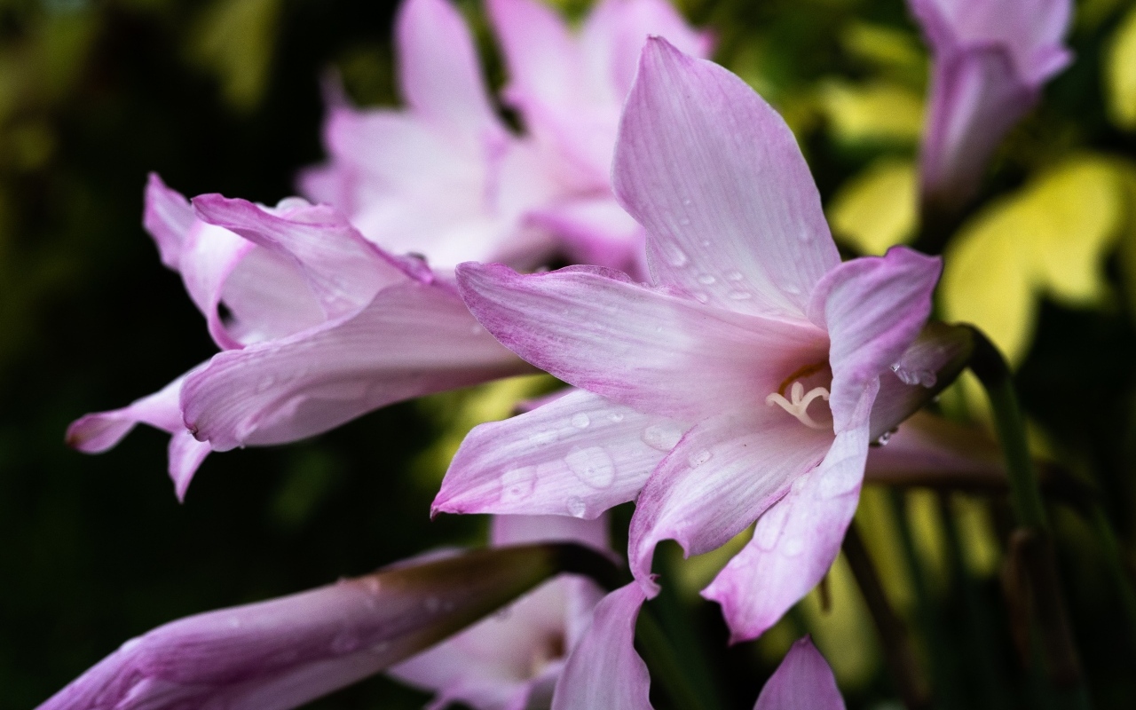 Розовые садовые лилии в каплях росы крупным планом