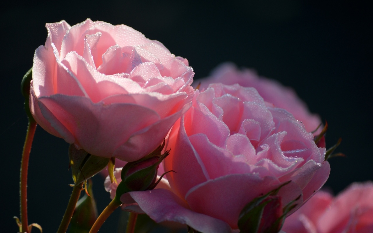 Розовые розы с бутонами в каплях росы крупным планом