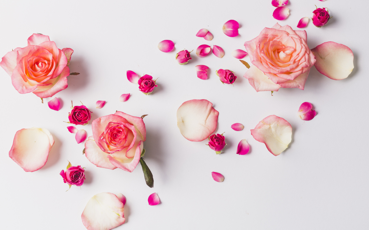 Розовые розы с лепестками на сером фоне