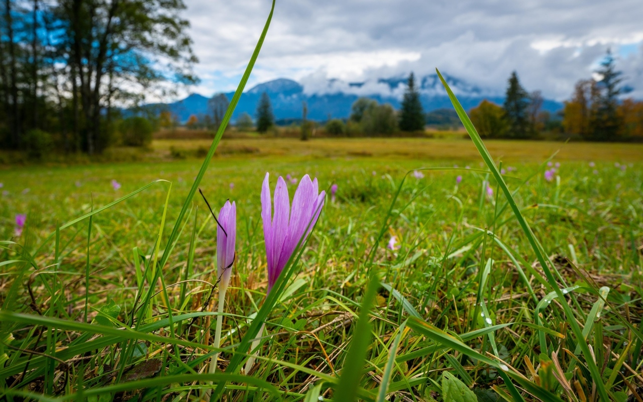 Розовые цветы шафрана на поле весной